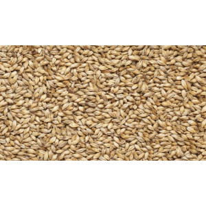Солод пшеничный 1 кг. Курск